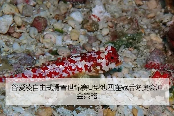 gu-ai-ling-zi-you-shi-hua-xue-shi-jin-sai-xing-chi-si-lian-guan-hou-dong-ao-hui-chong-jin-ce-lve-2-112.jpg